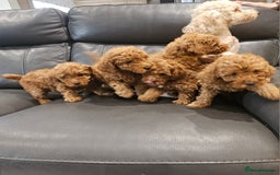 Toy Poodle dogs for sale: Beautiful Red Toy Poodle Puppies - Image 33