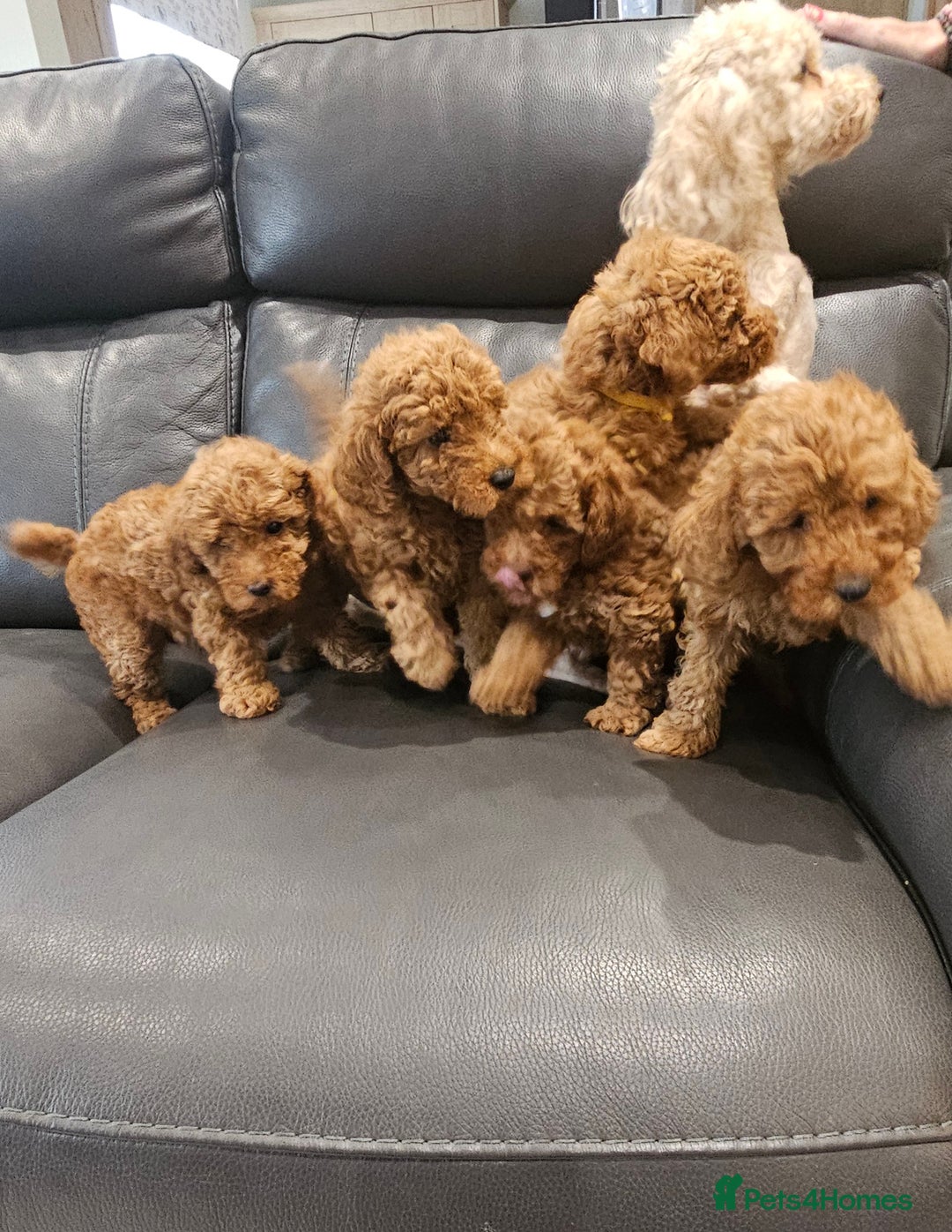 Toy Poodle dogs for sale: Beautiful Red Toy Poodle Puppies - Image 33