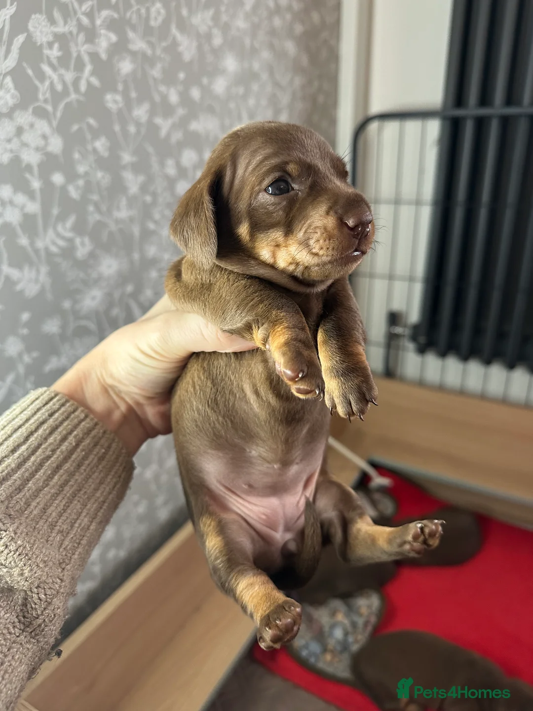 Miniature Dachshund dogs for sale: 3 beautiful miniature dachshund girls.  - Advert 3