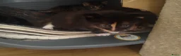 Mixed Breed cats for sale: 4 gorgeous little kitten looking for homes  - Advert 33