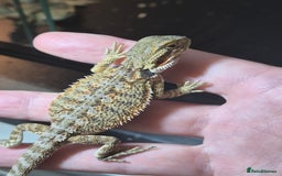 Bearded Dragon reptiles for sale: Baby Bearded dragons ready now  - Image 7