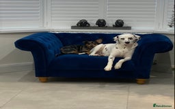 Mixed Breed dogs for sale: Dalmatian X Chiweenie Puppies - Image 11