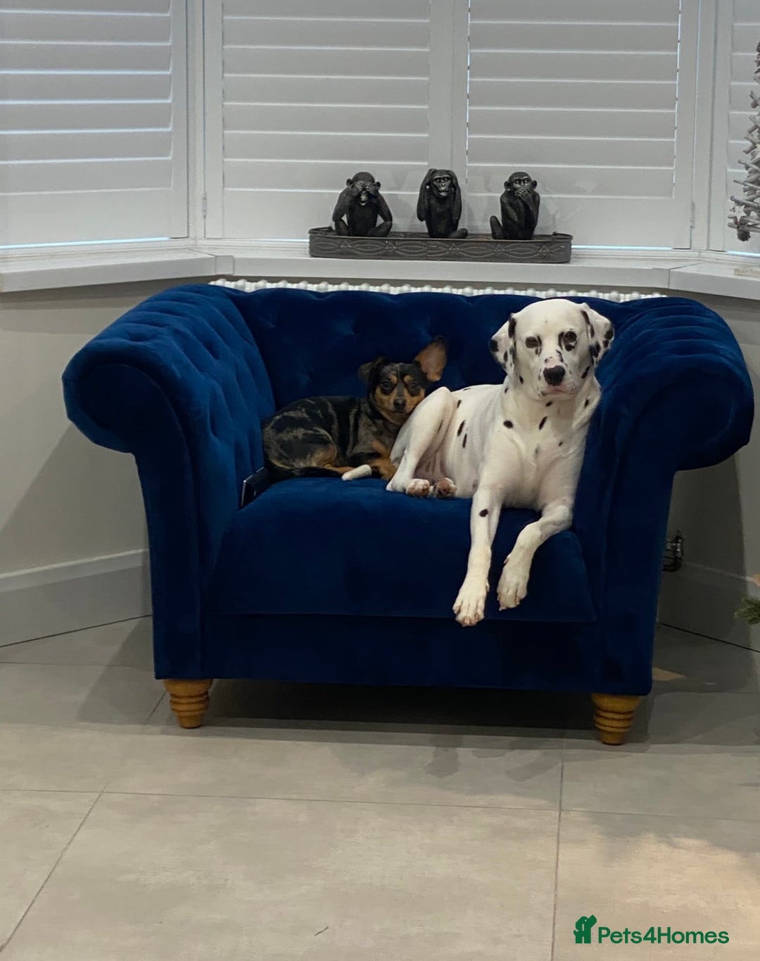 Mixed Breed dogs for sale: Dalmatian X Chiweenie Puppies - Image 11