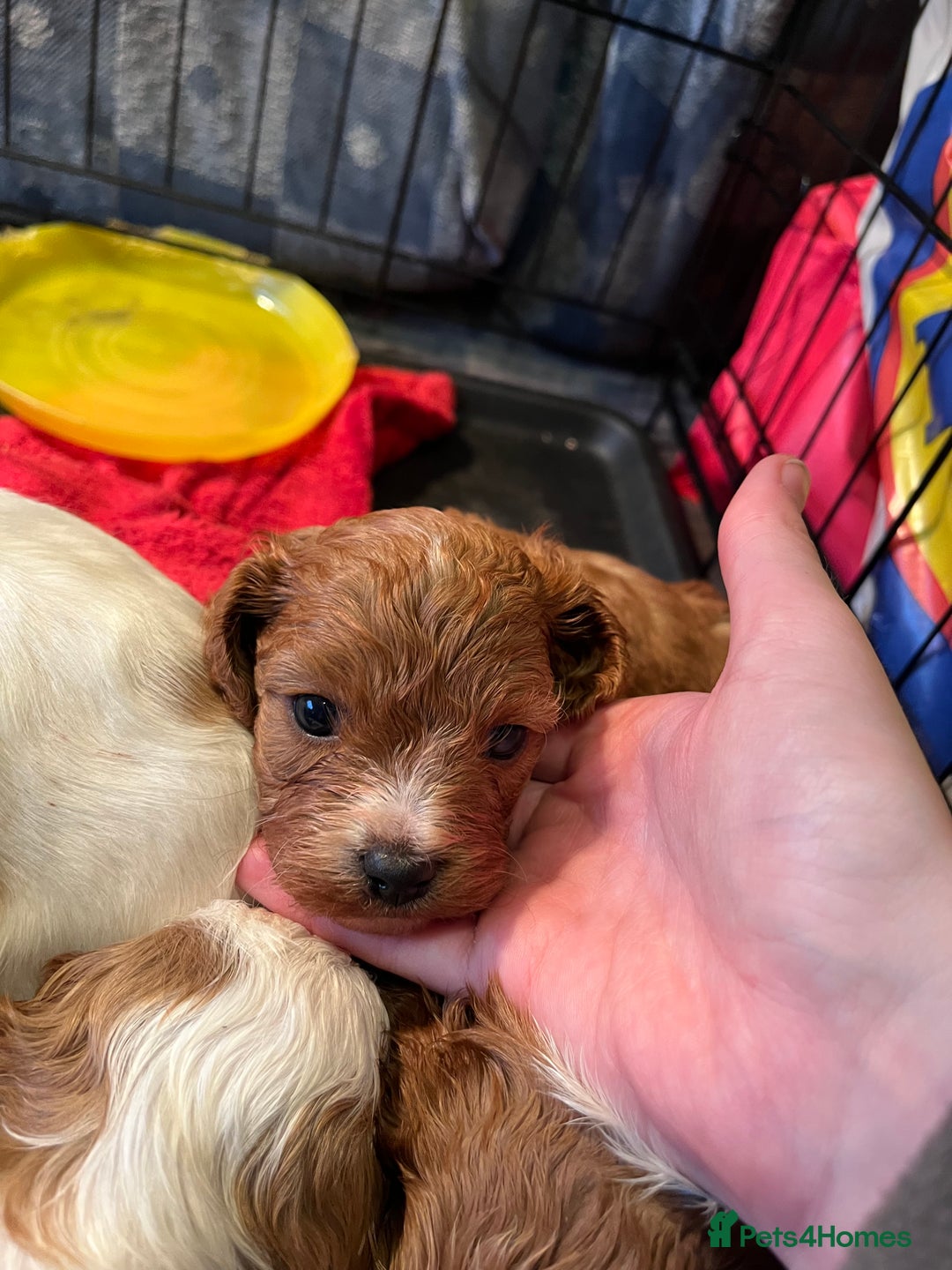 Cavapoo dogs for sale: 6 beautiful Cavapoo puppies for sale - Advert 4