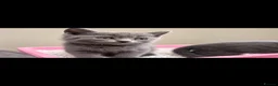 British Shorthair cats for sale: British short hair kittens - Advert 10