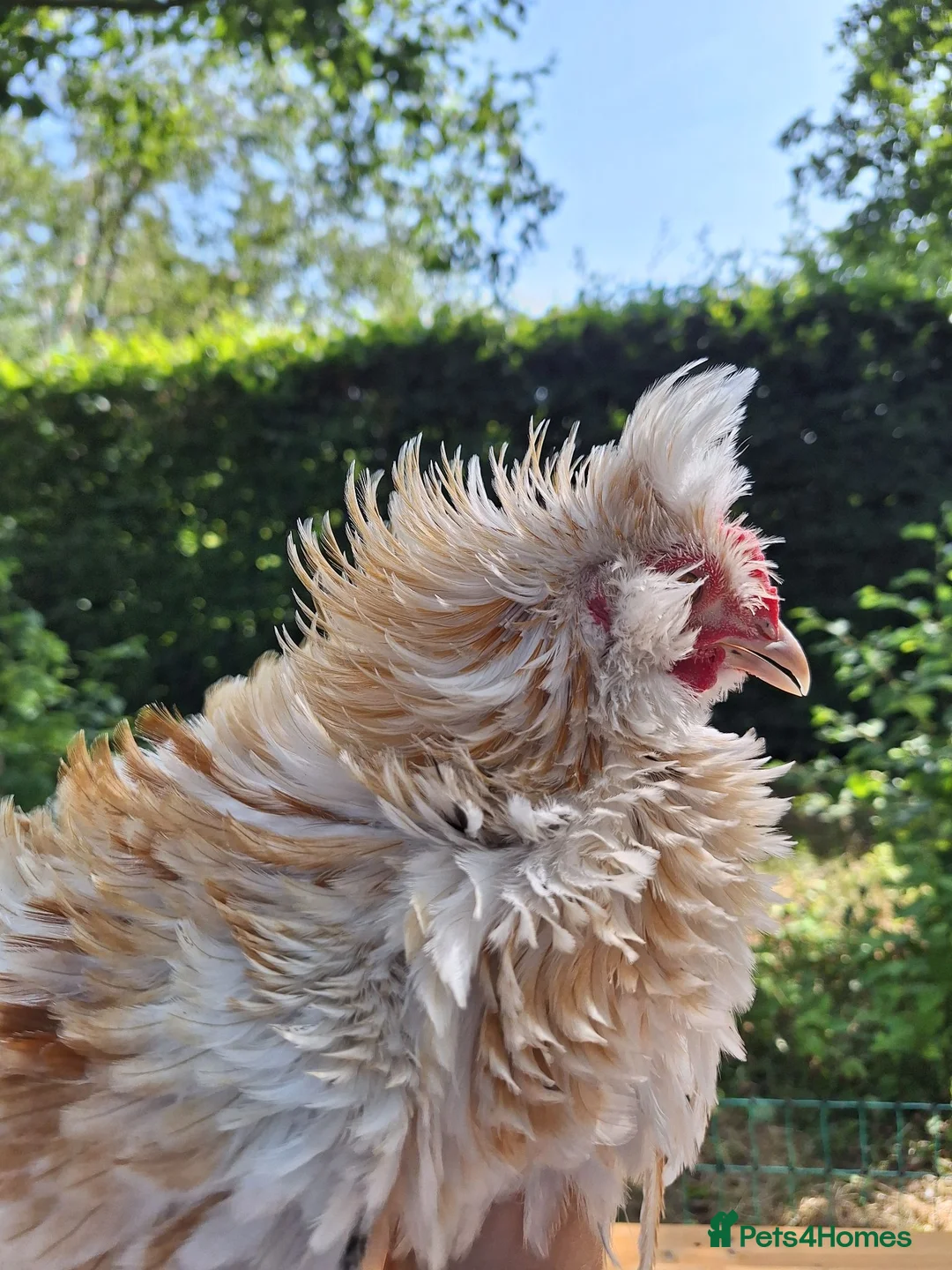 Chickens poultry for sale: Frizzle and Brahma Cockerels 10 weeks old for sale - Advert 10