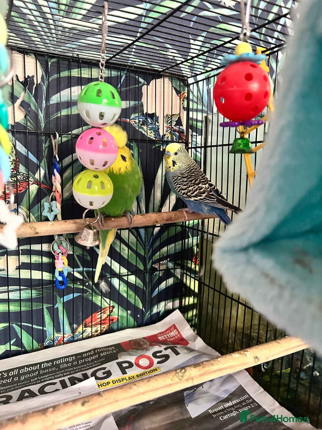 Budgerigars birds for sale: 2 x budgies and cage for sale  in Nottingham - Advert 2