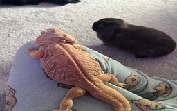Bearded Dragon reptiles for sale: Orange hypo blue bar female dragon with set up - Image 6