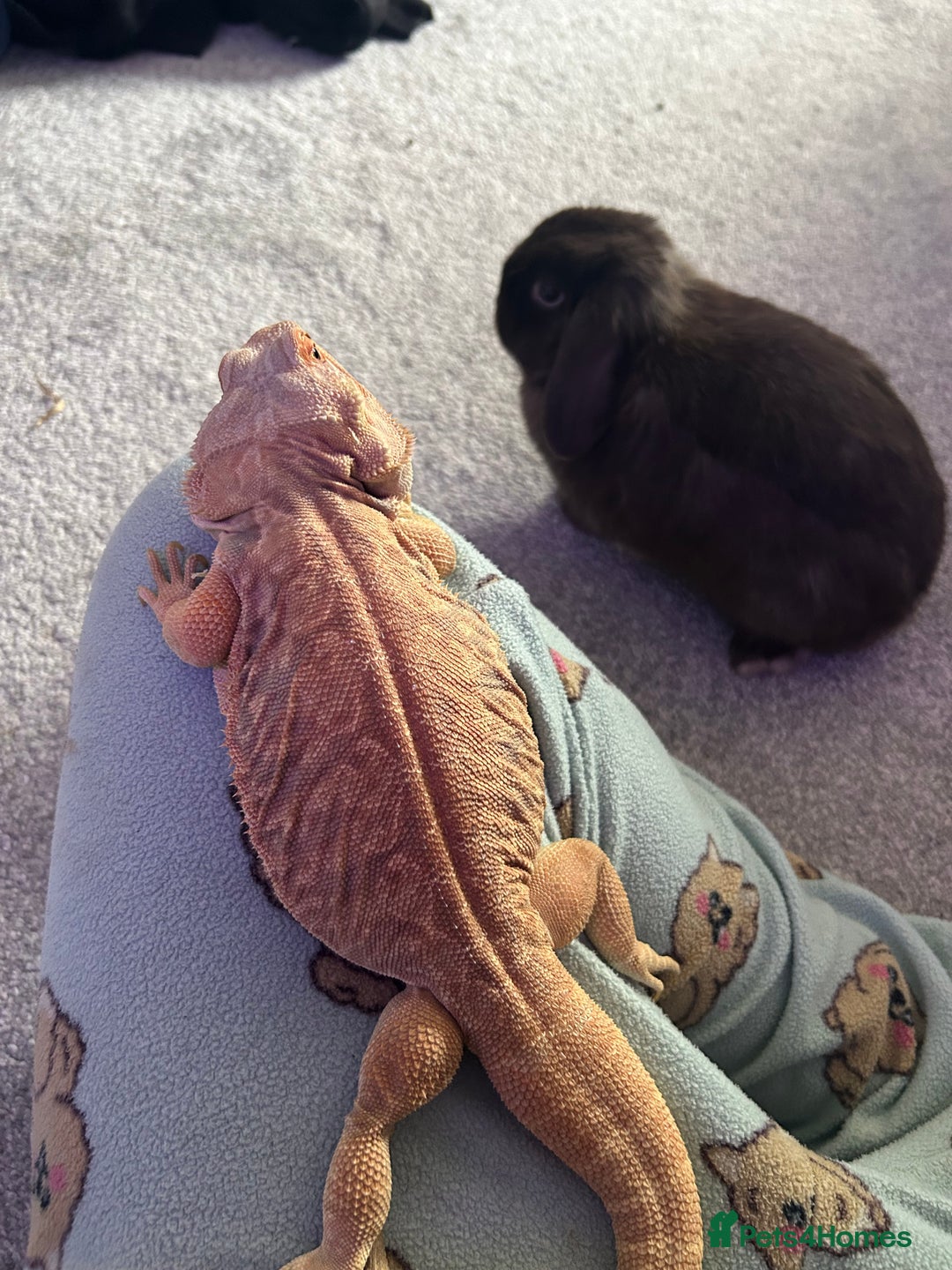 Bearded Dragon reptiles for sale: Orange hypo blue bar female dragon with set up - Image 6