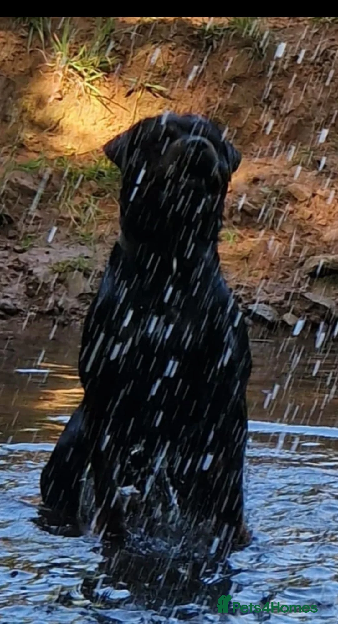 Rottweiler dogs for stud: Proven rottweiler stud NOT KC"d  - Advert 2