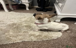 Mixed Breed dogs for sale:  Chihuahua cross Jack Russellbeautiful little girl - Advert 2