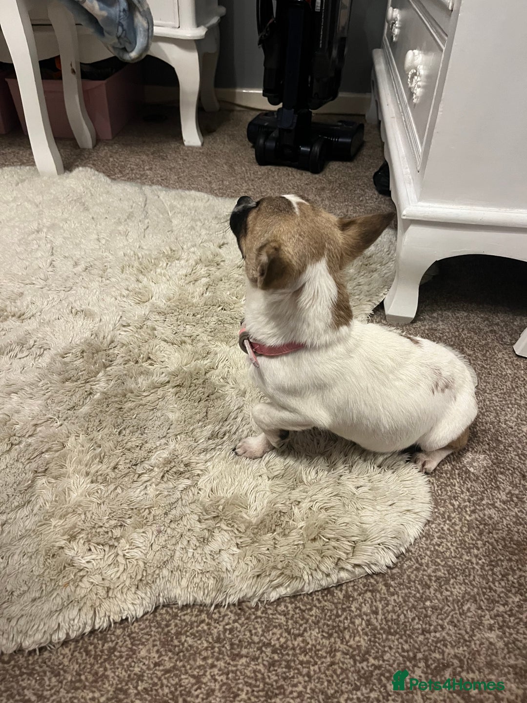 Mixed Breed dogs for sale:  Chihuahua cross Jack Russellbeautiful little girl - Advert 2