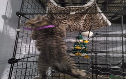 Ragdoll cats for sale: Kittens for sale - Image 8