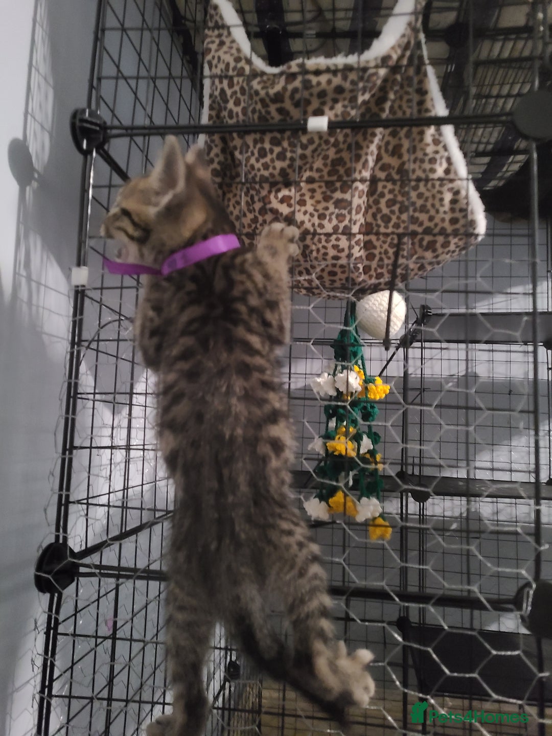 Ragdoll cats for sale: Kittens for sale - Image 8
