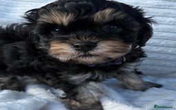 Cavapoo dogs for sale: 🌟HEALTH TESTED F1B CAVAPOO MERLE STUNNING PUPPIES - Image 31