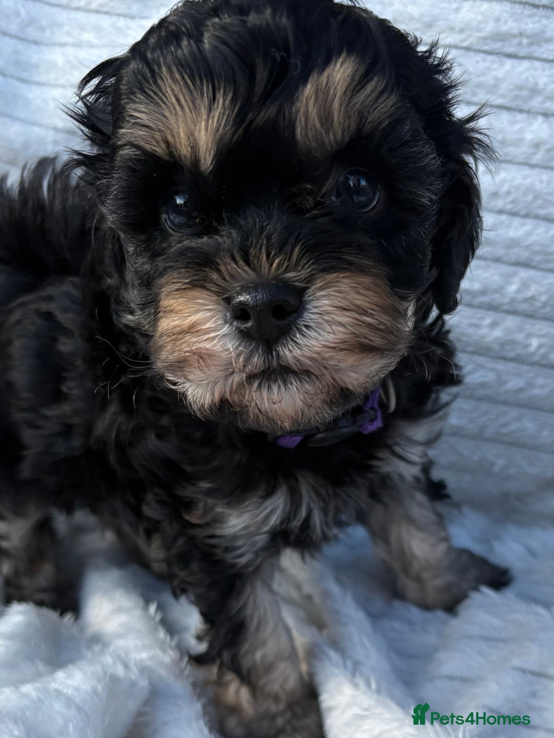 Cavapoo dogs for sale: 🌟HEALTH TESTED F1B CAVAPOO MERLE STUNNING PUPPIES - Image 31