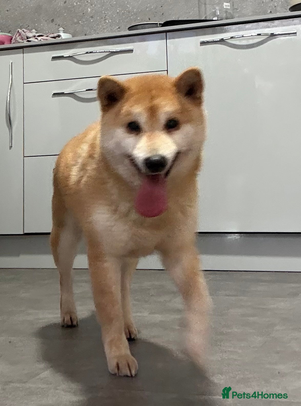 Japanese Shiba Inu dogs Down sizing - Advert 10