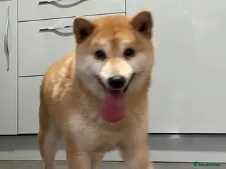 Japanese Shiba Inu dogs Down sizing - Advert 10