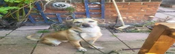 Mixed Breed dogs for adoption: Shy Nikita - Advert 5