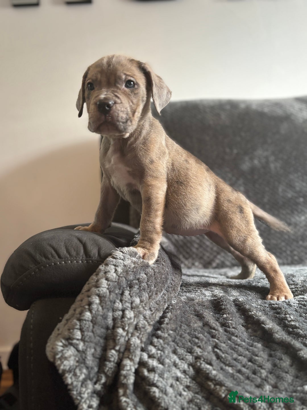 Cane Corso dogs for sale: Beautiful Cane corso Pups  - Image 14