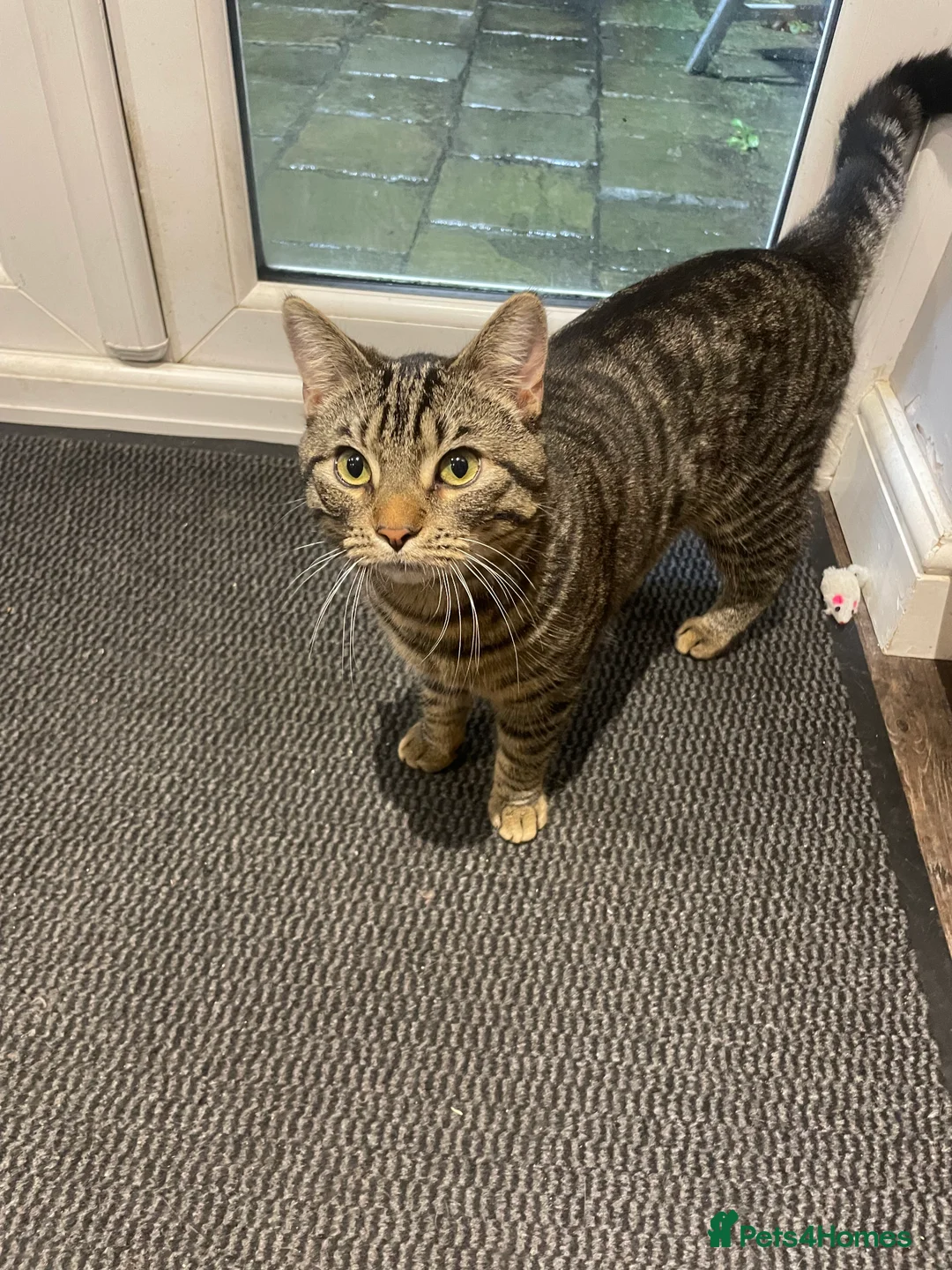 Mixed Breed cats for sale: Buddy - Advert 3