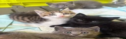 Mixed Breed cats for sale: Half British short hair half Siamese  - Advert 6