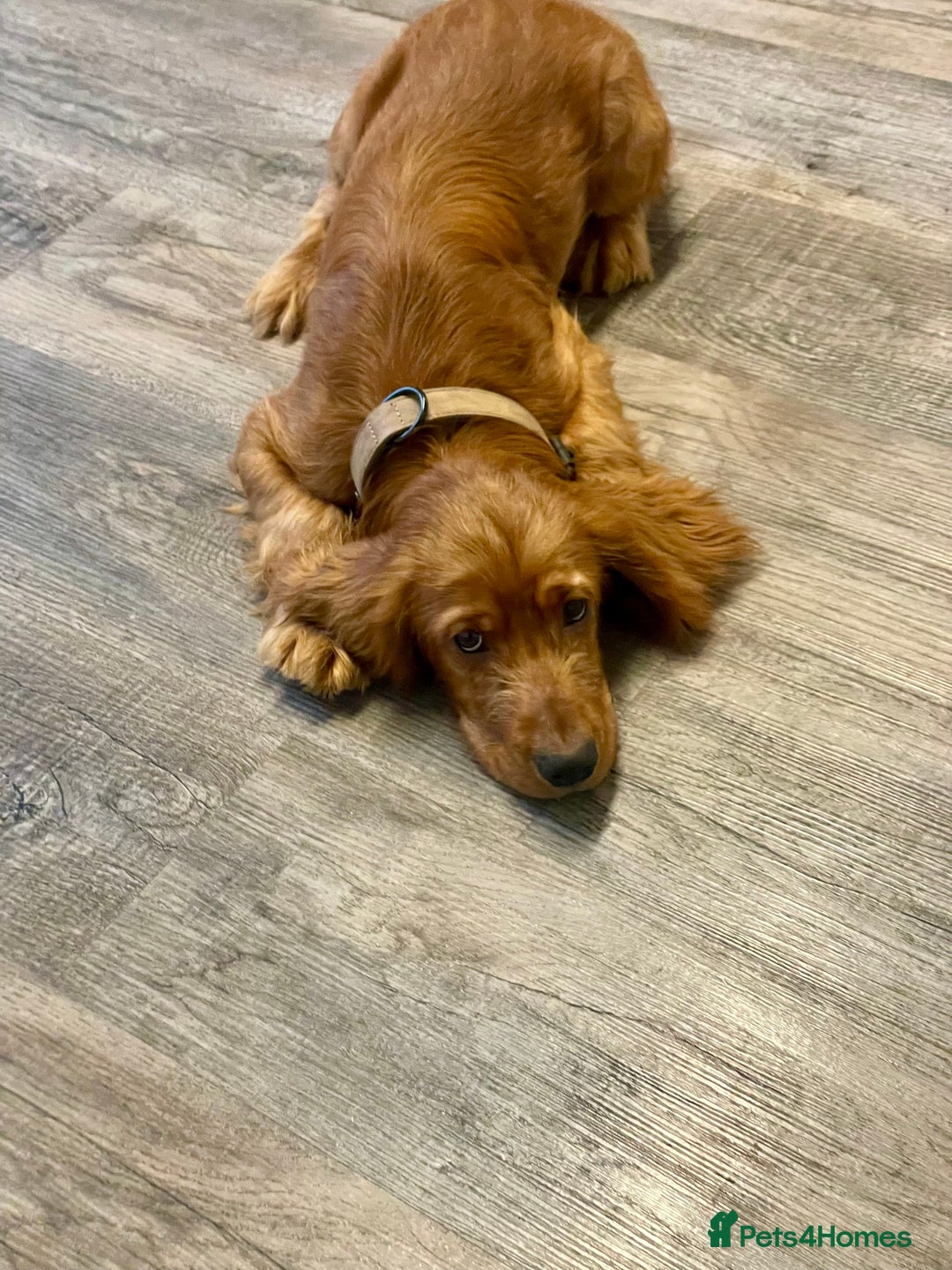 Cocker Spaniel dogs for sale: et Buster: Fully Trained Loving Red Cocker Spaniel - Advert 11