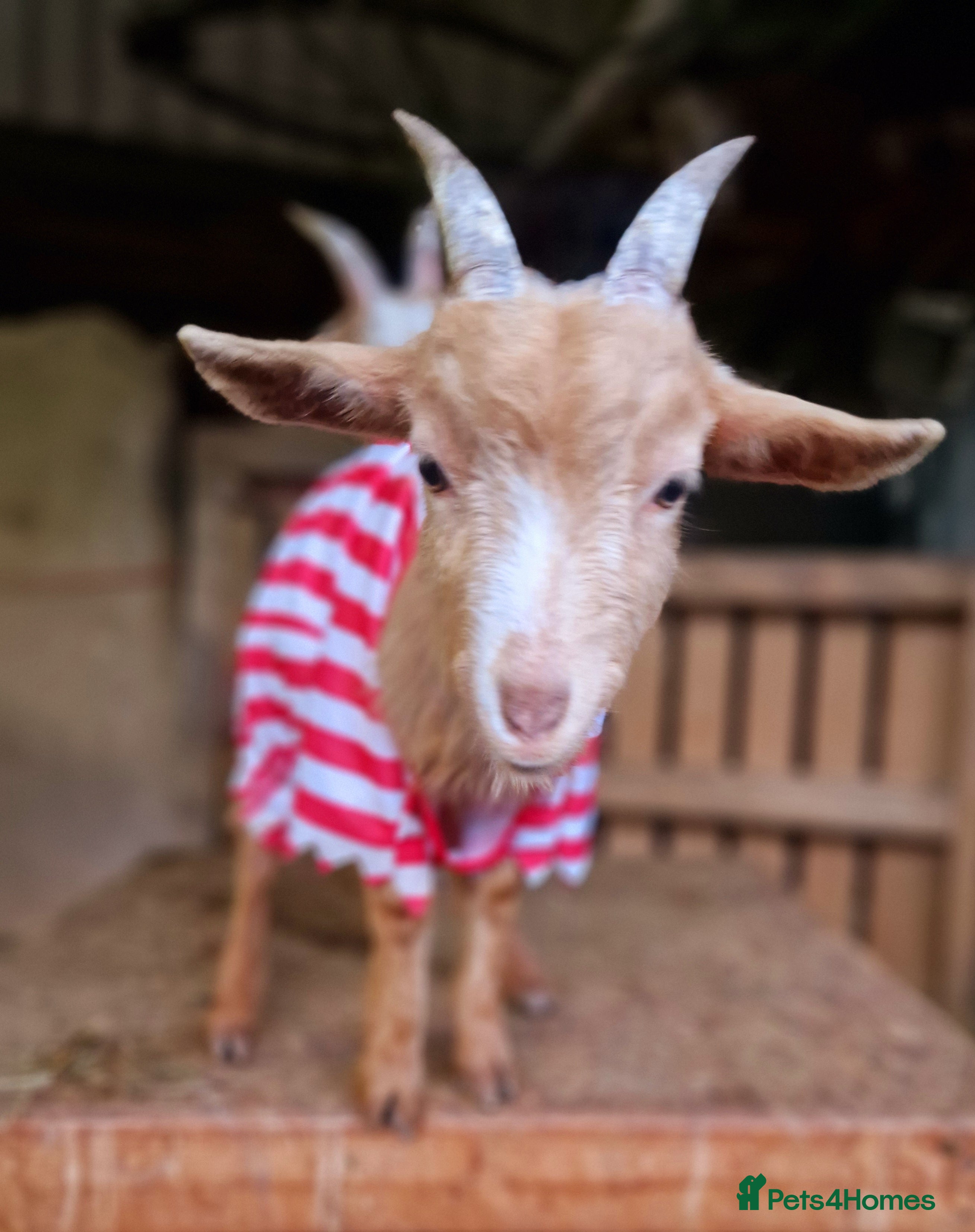 Goats livestock Golden Gurnsey cross kids  - Advert 1