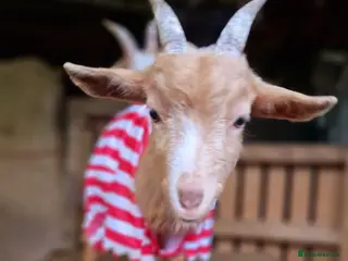 Goats livestock Golden Gurnsey cross kids - Advert 1