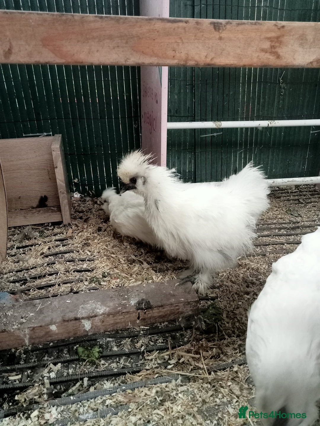 Chickens poultry for sale:  SILKIE CROSS ( 2 Roosters and hen ) - Image 3