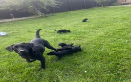 Labrador Retriever dogs for sale: Kc reg black working Labrador puppies  - Image 14