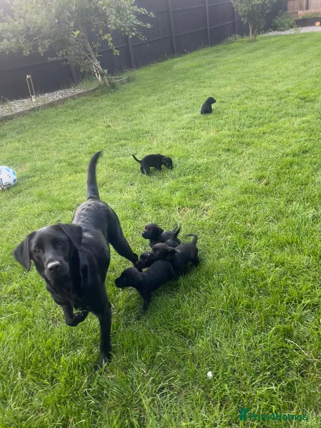 Labrador Retriever dogs for sale: Kc reg black working Labrador puppies  - Image 14