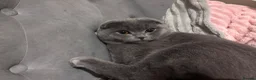 Scottish Fold cats for stud: Blue Scottish fold available for stud  - Advert 4