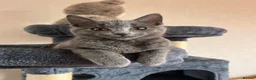 Mixed Breed cats for sale: Beautiful gray female kitten - Advert 1