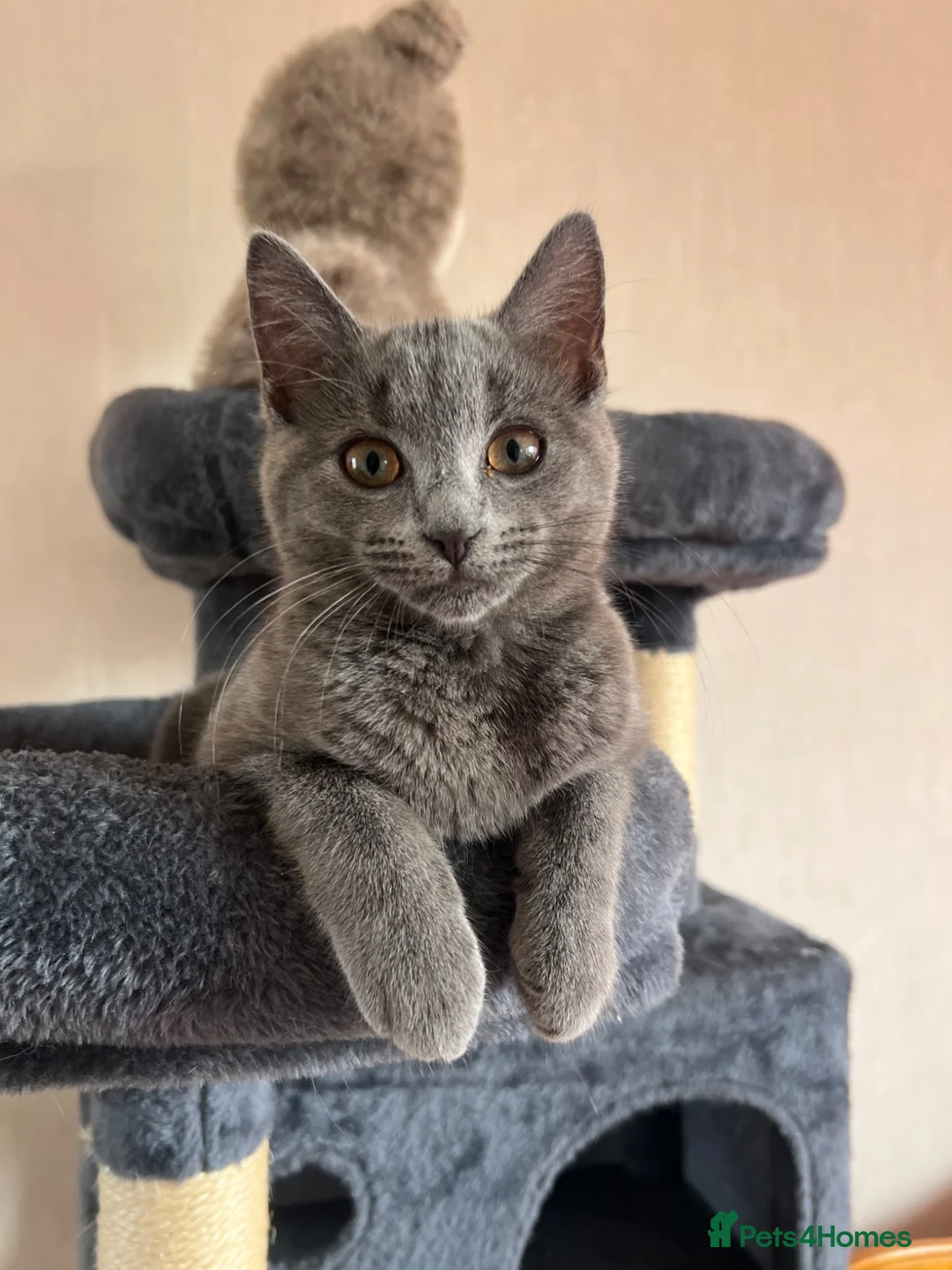 Mixed Breed cats for sale: Beautiful gray female kitten - Advert 1