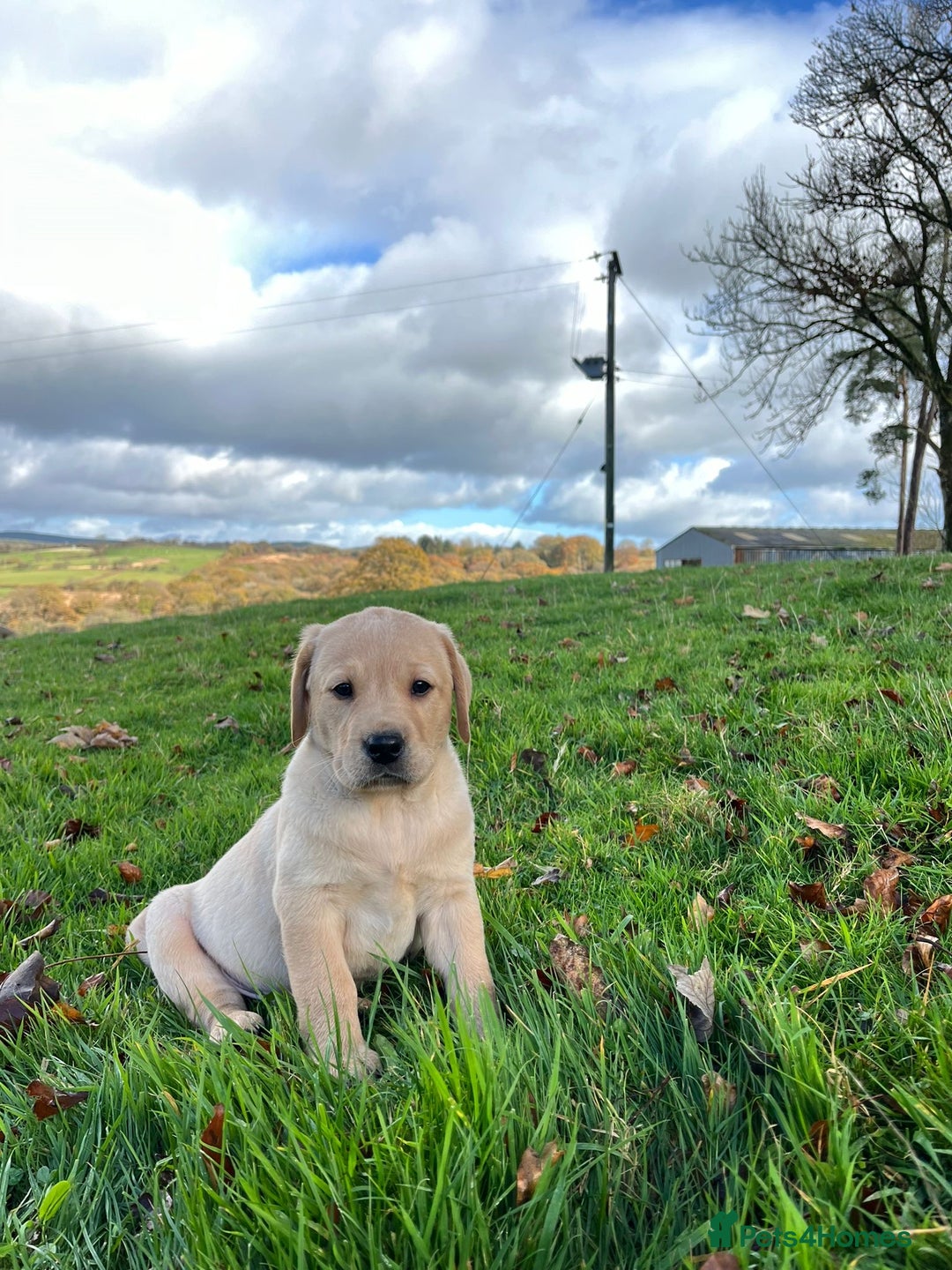 Labrador Retriever dogs for sale: Fox Red/Golden Labrador Puppies  - Image 2