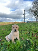 Labrador Retriever dogs - Advert 4