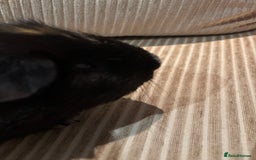 Guinea Pig rodents for sale: 3 boars for sale - Image 16