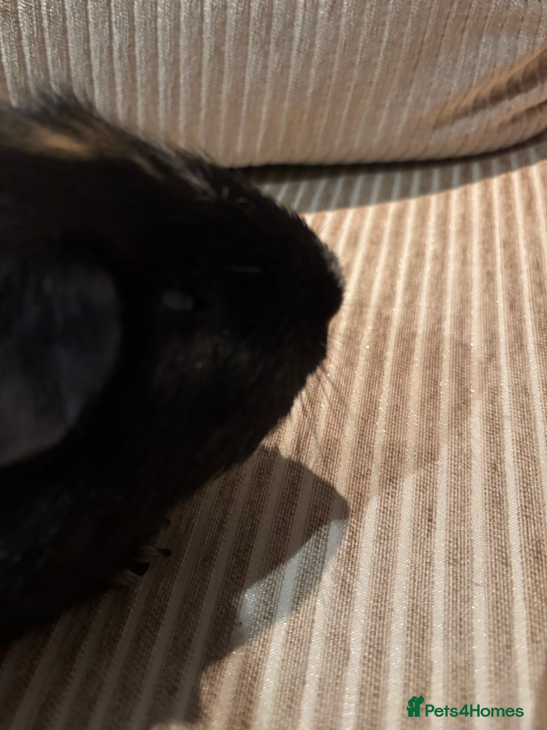 Guinea Pig rodents for sale: 3 boars for sale - Image 16
