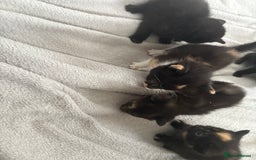 Mixed Breed cats for sale: 5 kittens for sale - Image 3