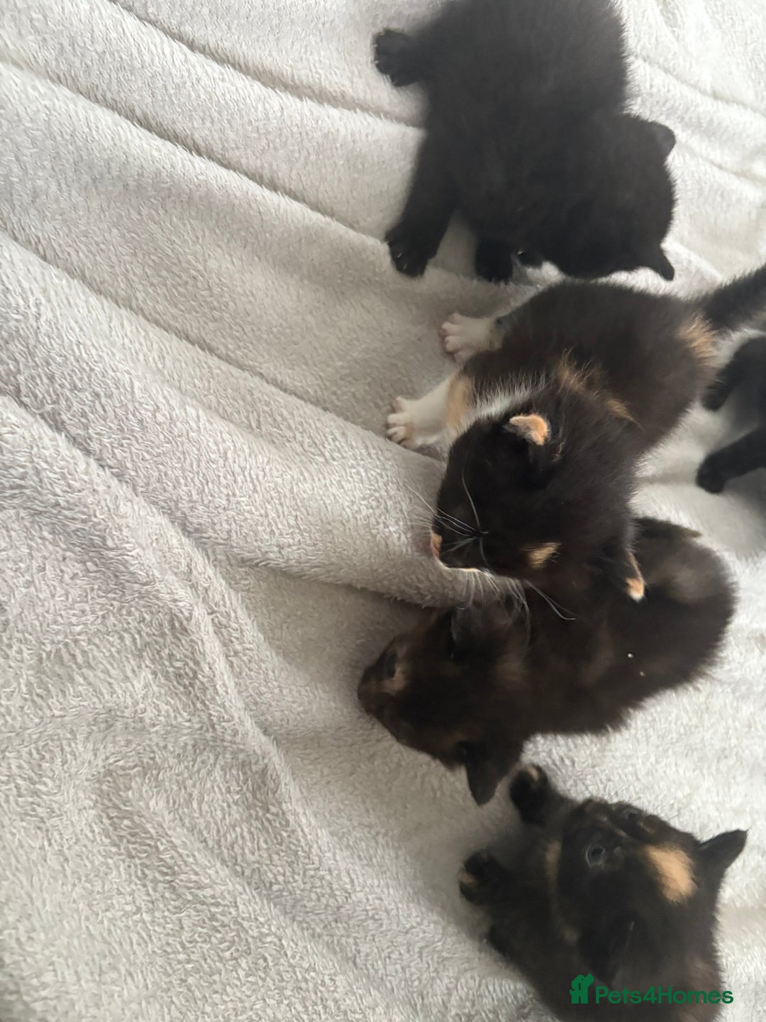 Mixed Breed cats for sale: 5 kittens for sale - Image 3