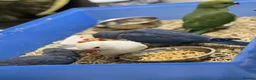 Ringnecks birds for sale:     Super Tame Hand Reared Babies £50 off today !  - Advert 7
