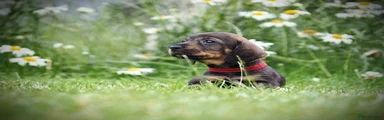 Dachshund 4