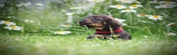 Dachshund dogs for sale: Working Wirehaired Dachshund pups - Advert 5