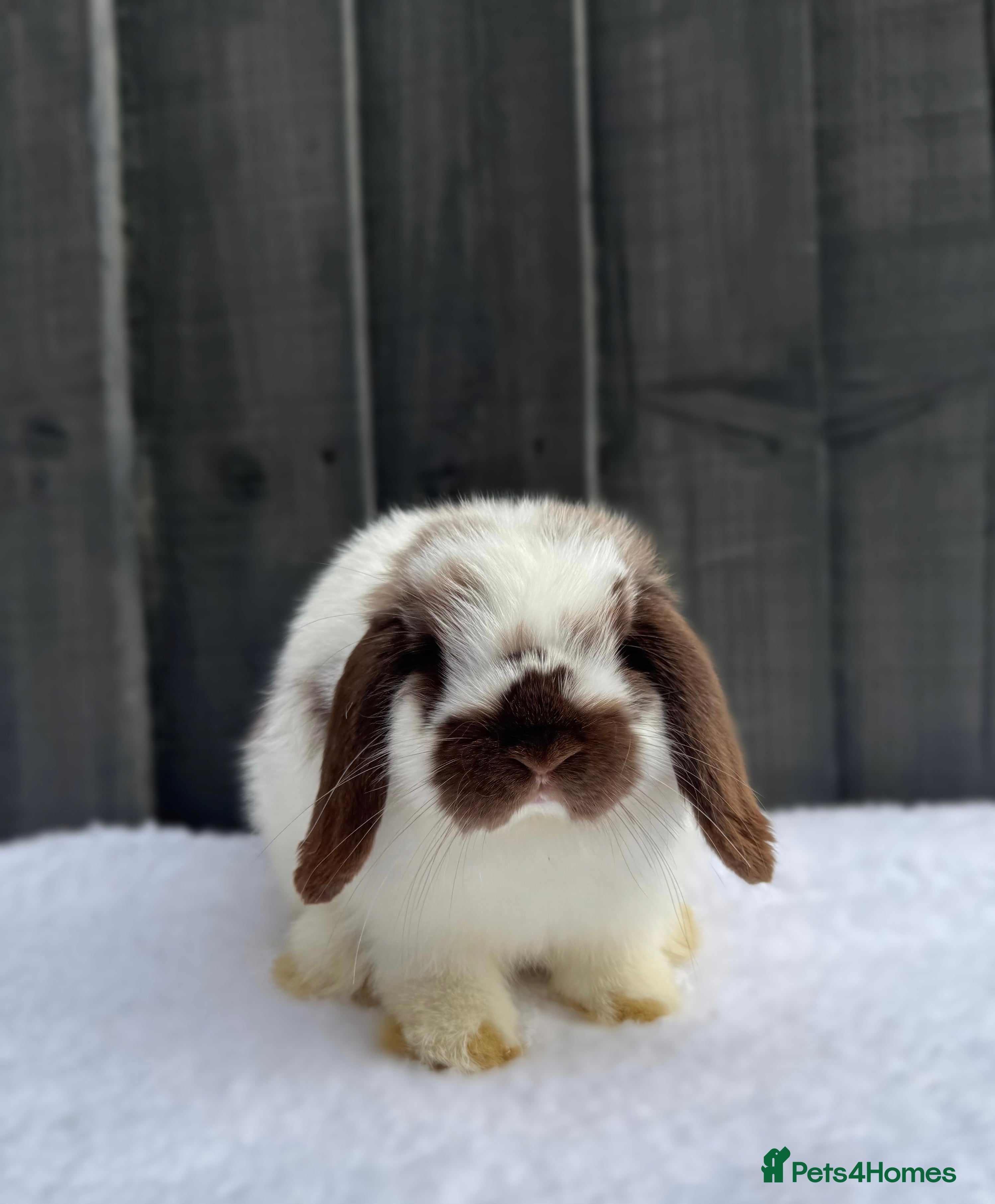 Mini Lop rabbits ✨Mini Lop Buck Available– Ready for His New Home!✨ - Advert 17