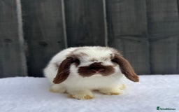 Mini Lop rabbits for sale: ✨Mini Lop Buck Available– Ready for His New Home!✨ - Advert 1