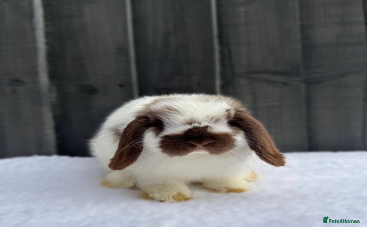 Mini Lop rabbits ✨Mini Lop Buck Available– Ready for His New Home!✨ - Advert 1