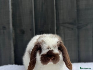 Mini Lop rabbits ✨Mini Lop Buck Available– Ready for His New Home!✨ - Advert 1