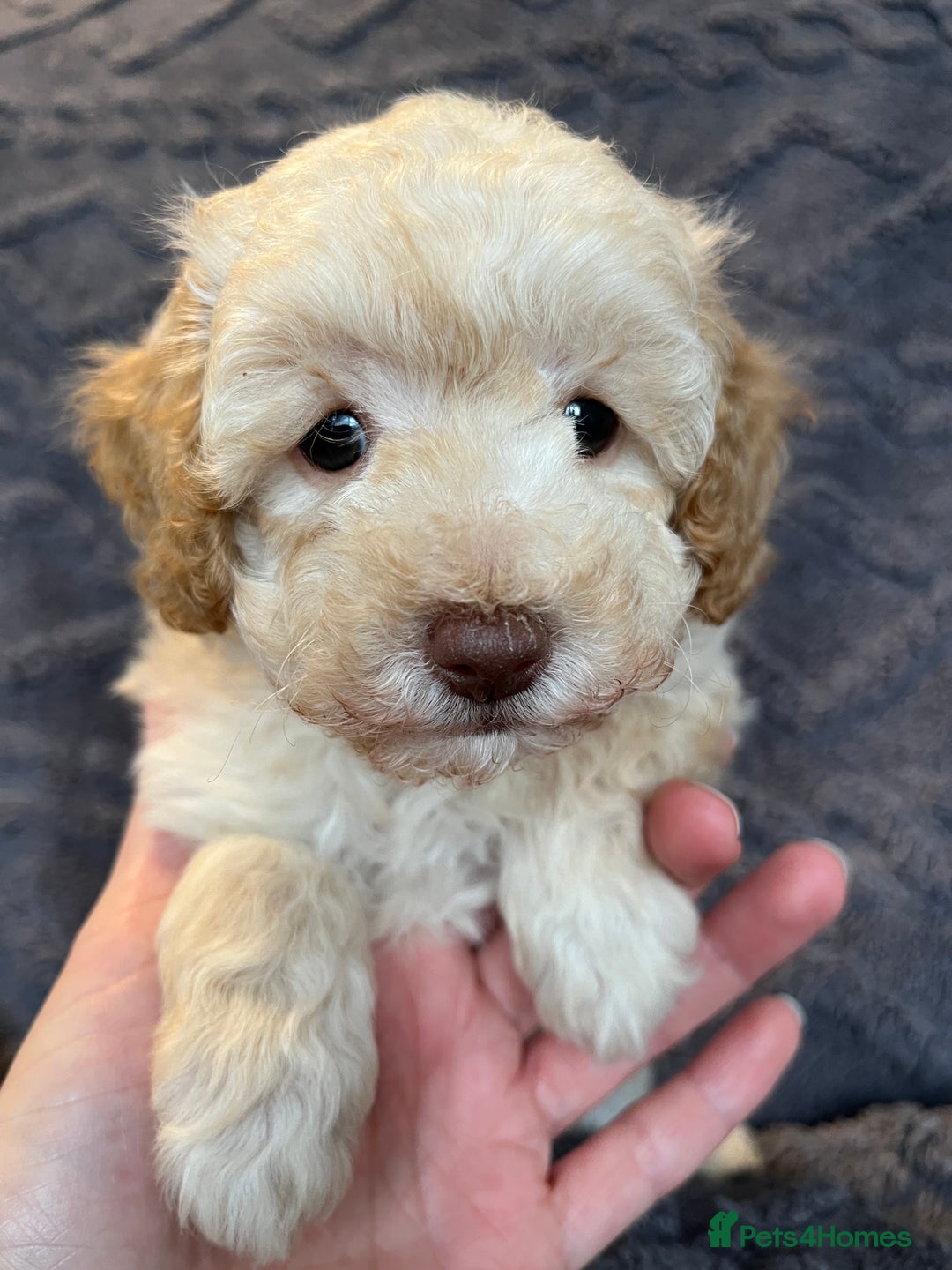Miniature Poodle dogs for sale: Miniature Poodle Puppies Available.  - Image 16