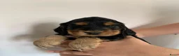 Cocker Spaniel dogs for sale: Beautiful, health tested show cocker boy in Dewsbury - Advert 4